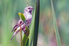 Black-throated Canary [Crithagra atrogularis atrogularis]