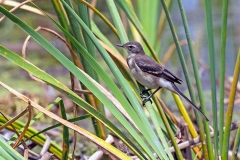 Cape Wagtail [Motacilla capensis capensis]
