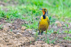 Cape Longclaw [Macronyx capensis colletti]