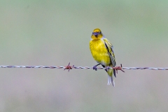 Cape Canary [Serinus canicollis thompsonae]