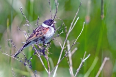 Common Reed Bunting [Emberiza schoeniclus schoeniclus]