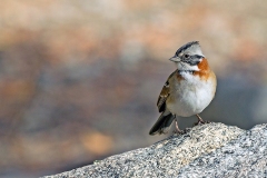 Rufous-collared Sparrow [Zonotrichia capensis chilensis]