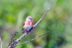 Common Linnet [Linaria cannabina cannabina]