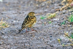 Correndera Pipit [Anthus correndera chilensis]