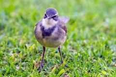 Cape Wagtail [Motacilla capensis capensis]