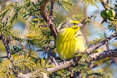 Yellow-fronted Canary [Crithagra atrogularis granti]