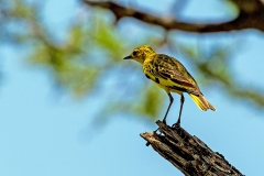 Golden Pipit [Tmetothylacus tenellus]