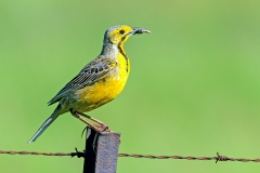 Cape Longclaw [Macronyx capensis colletti]