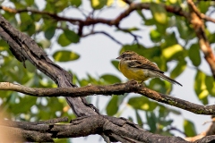 Cabanis's Bunting [Emberiza cabanisi orientalis]