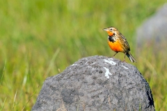 Rosy-throated Longclaw [Macronyx ameliae altanus]
