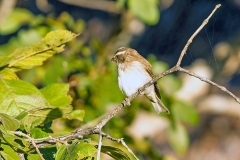 Reichard's Seedeater [Crithagra reichardi]