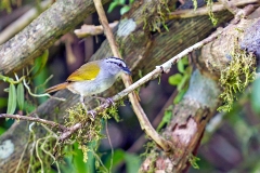 Black-striped Sparrow [Arremonops conirostris striaticeps]