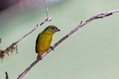 Thick-billed Euphonia [Euphonia laniirostris crassirostris]