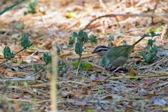 Olive Sparrow [Arremonops rufivirgatus superciliosus]