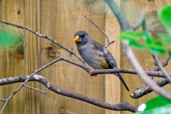 Chinese Grosbeak [Eophona migratoria]