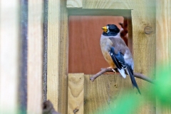 Chinese Grosbeak [Eophona migratoria]