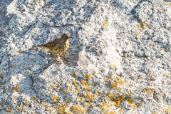 European Rock Pipit [Anthus petrosus petrosus]