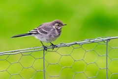 White Wagtail [Motacilla alba yarrellii]