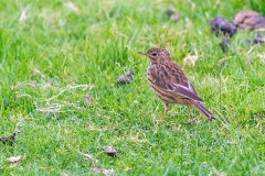 Meadow Pipit [Anthus pratensis]