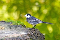 White Wagtail [Motacilla alba yarrellii]