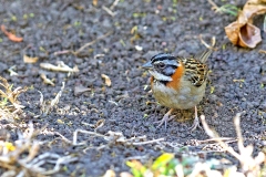 Rufous-collared Sparrow [Zonotrichia capensis costaricensis]