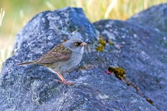 Volcano Junco [Junco vulcani]