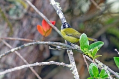 Sooty-capped Chlorospingus [Chlorospingus pileatus]