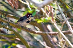 Cabanis's Ground Sparrow [Melozone cabanisi]
