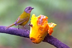 Common Chlorospingus [Chlorospingus flavopectus regionalis]
