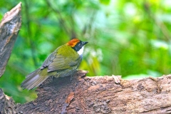 Chestnut-capped Brushfinch [Arremon brunneinucha elsae]