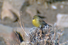 Drakensberg Siskin [Crithagra symonsi]