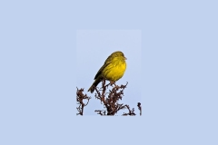 Western Citril [Crithagra frontalis]