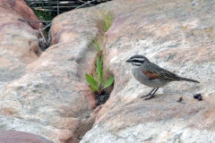 Cape Bunting [Emberiza capensis capensis]