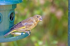 European Greenfinch [Chloris chloris harrisoni]