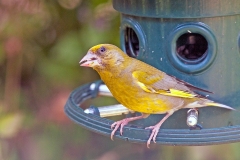 European Greenfinch [Chloris chloris harrisoni]