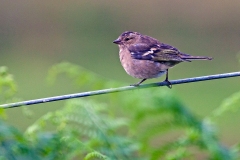 Eurasian Chaffinch [Fringilla coelebs gengleri]