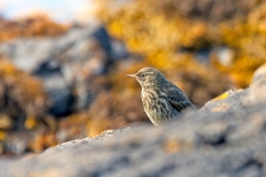 European Rock Pipit [Anthus petrosus petrosus]