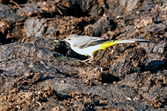 Grey Wagtail [Motacilla cinerea cinerea]