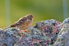 Meadow Pipit [Anthus pratensis]