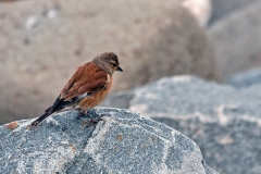 Common Linnet [Linaria cannabina cannabina]