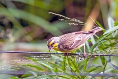 Yellow-fronted Canary [Crithagra atrogularis granti]