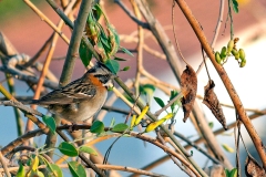Rufous-collared Sparrow [Zonotrichia capensis pulacayensis]