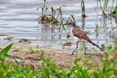 Cape Wagtail [Motacilla capensis simplicissima]
