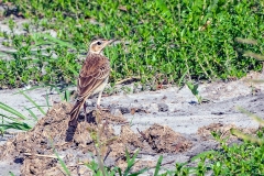 Buffy Pipit [Anthus vaalensis chobiensis]