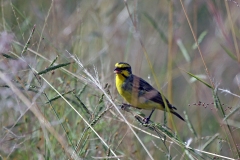 Yellow-fronted Canary [Crithagra atrogularis atrogularis]