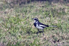 African Pied Wagtail [Motacilla aguimp aguimp]
