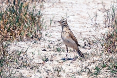 African Pipit [Anthus cinnamomeus bocagii]