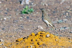 Buffy Pipit [Anthus vaalensis vaalensis]