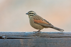 Cape Bunting [Emberiza capensis reidi]