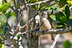 Streaky-headed Seedeater [Crithagra gularis endemion]